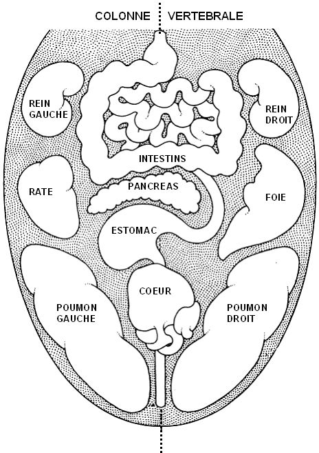les diff&eacute;rents organes du corps en relation avec la langue
